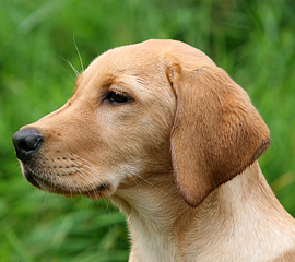 Born's Best Adventure