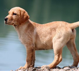 Born's Best Adventure