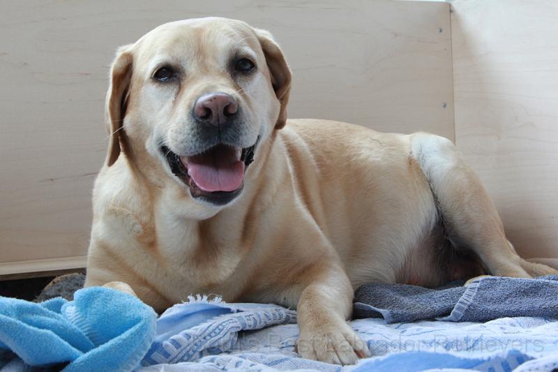 IMG_3076.JPG - Immer schön hecheln!