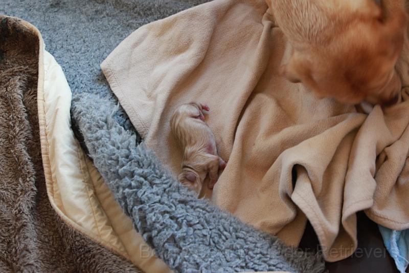 IMG_3086.JPG - Der erste Welpe!