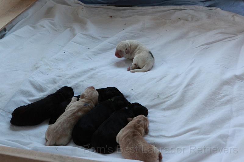 IMG_3201.JPG - Wo sind denn meine Wurf-Geschwister?