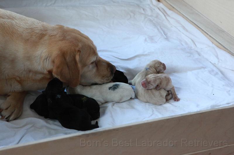 IMG_3222.JPG - Ich bin ja sooo müde!