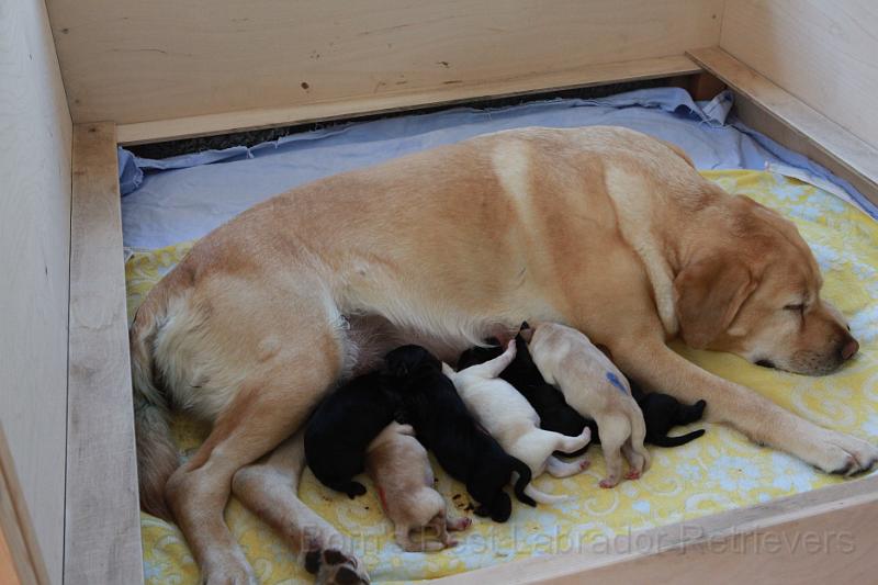 IMG_3257.JPG - Trinkt ihr ruhig, ich mach inzwischen mal ein Nickerchen.