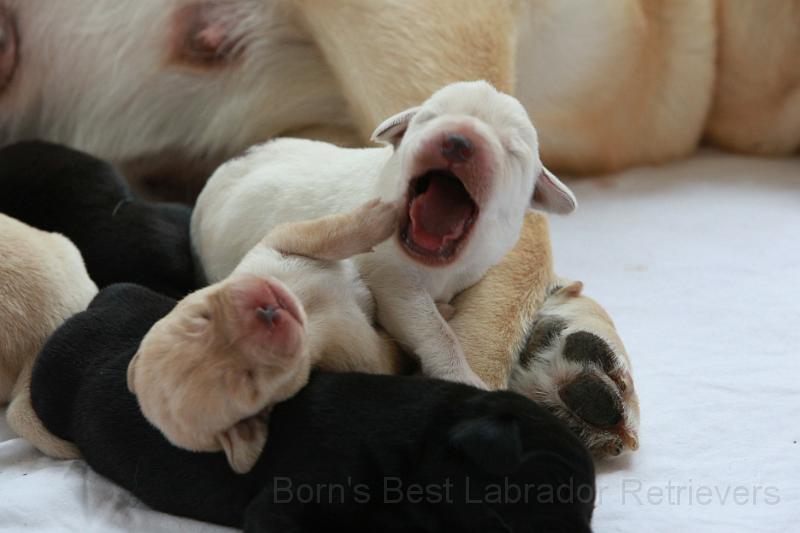 IMG_3389.JPG - Hach bin ich müde!