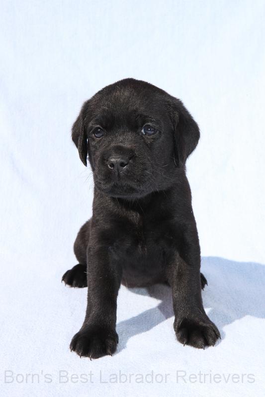 IMG_4427.JPG - Baily