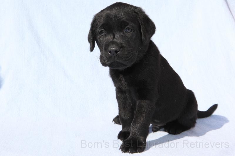 IMG_4456.JPG - Barry