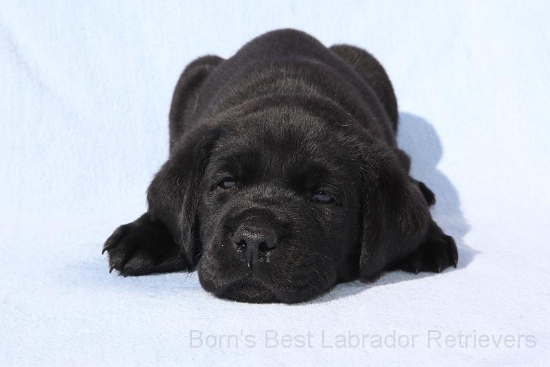 IMG_4471.JPG - Baxter