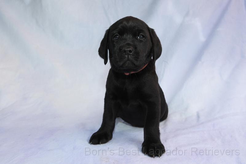 IMG_4637.JPG - Baily