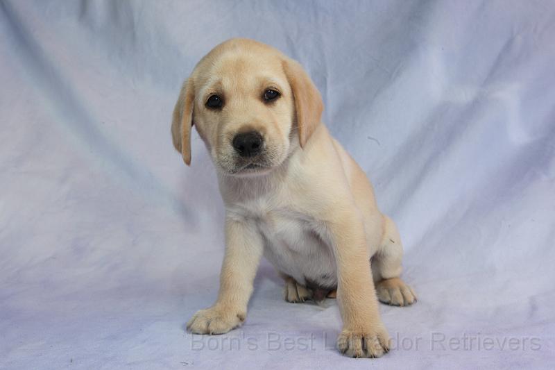 IMG_4700.JPG - Blue Cooper