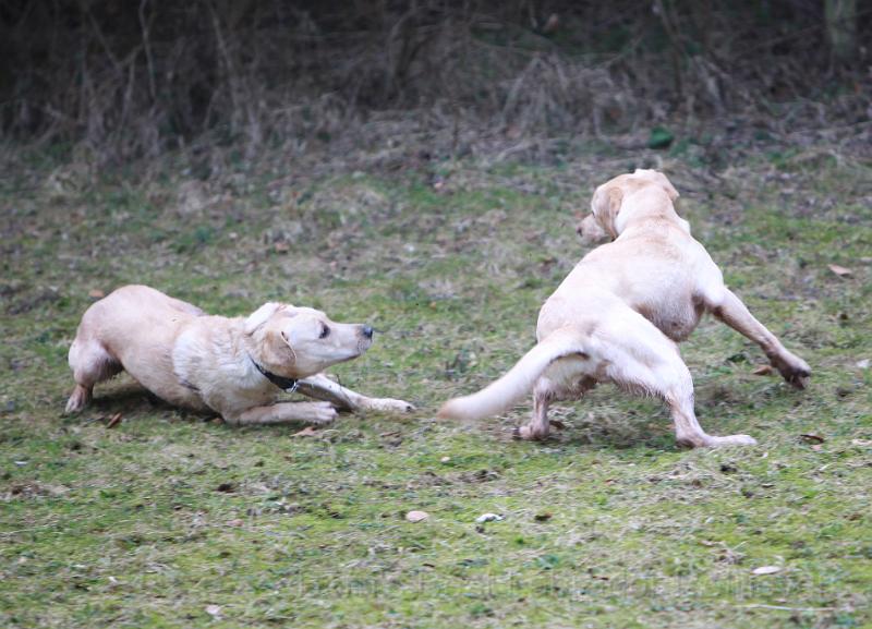 IMG_7816.JPG - Abby & (Blue) Cooper