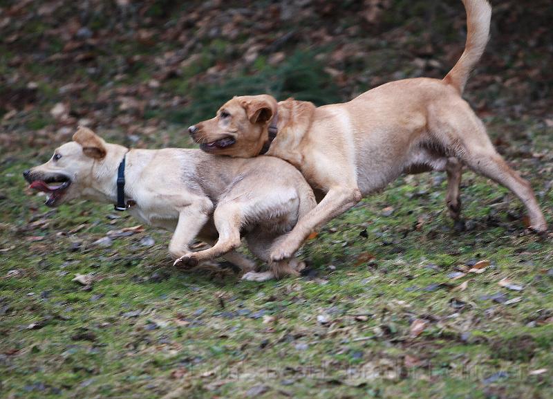 IMG_7835.JPG - Ayk & (Blue) Cooper