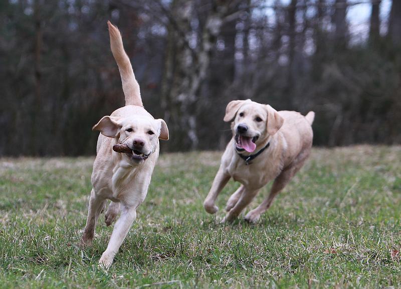 IMG_7915.JPG - Abby & (Blue) Cooper