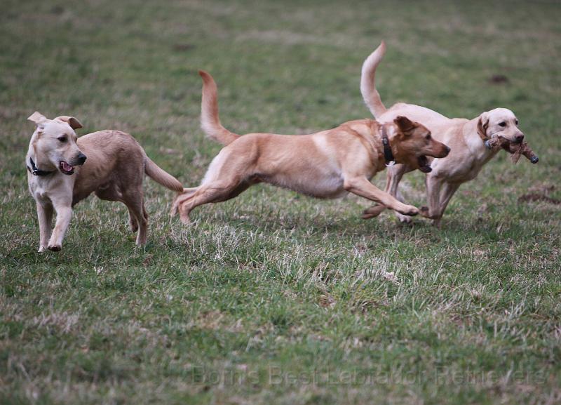 IMG_7932.JPG - (Blue) Cooper, Ayk und Abby