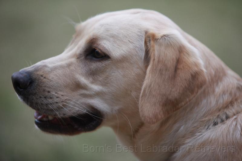 IMG_7961.JPG - (Blue) Cooper