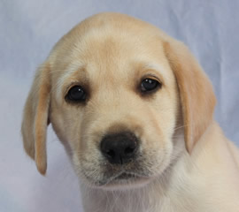 Born's Best Blue Cooper