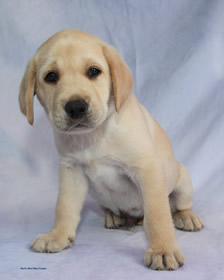 Born's Best Blue Cooper